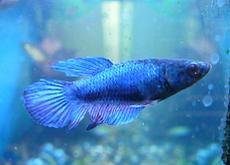 Female Betta Fish