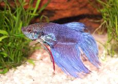 Male Betta Fish